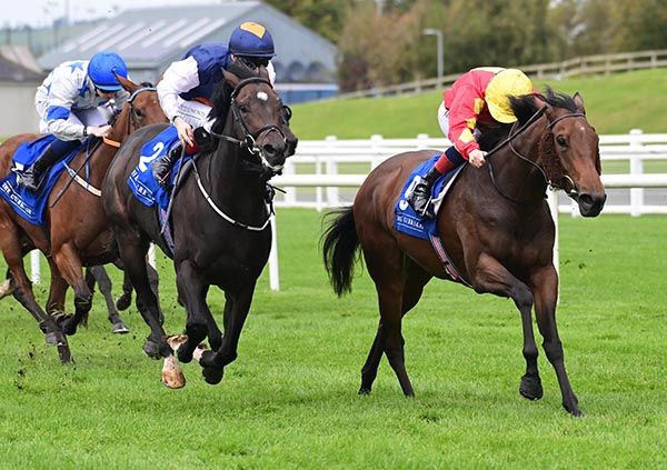 Gazelle d'Or and Chris Hayes