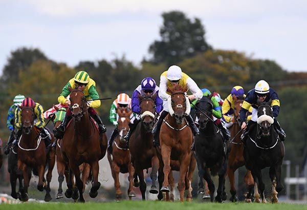 Faro Island (white cheekpieces)  
