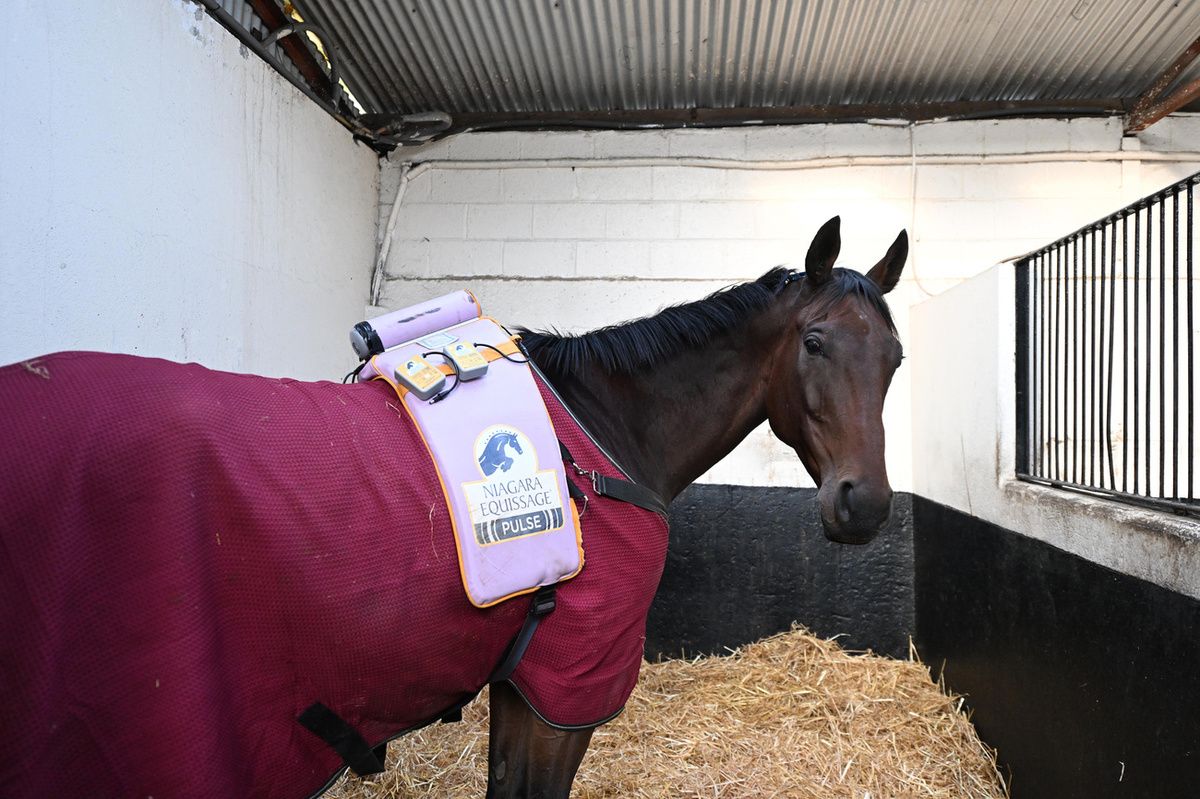 Gaelic Warrior pictured in his stable 