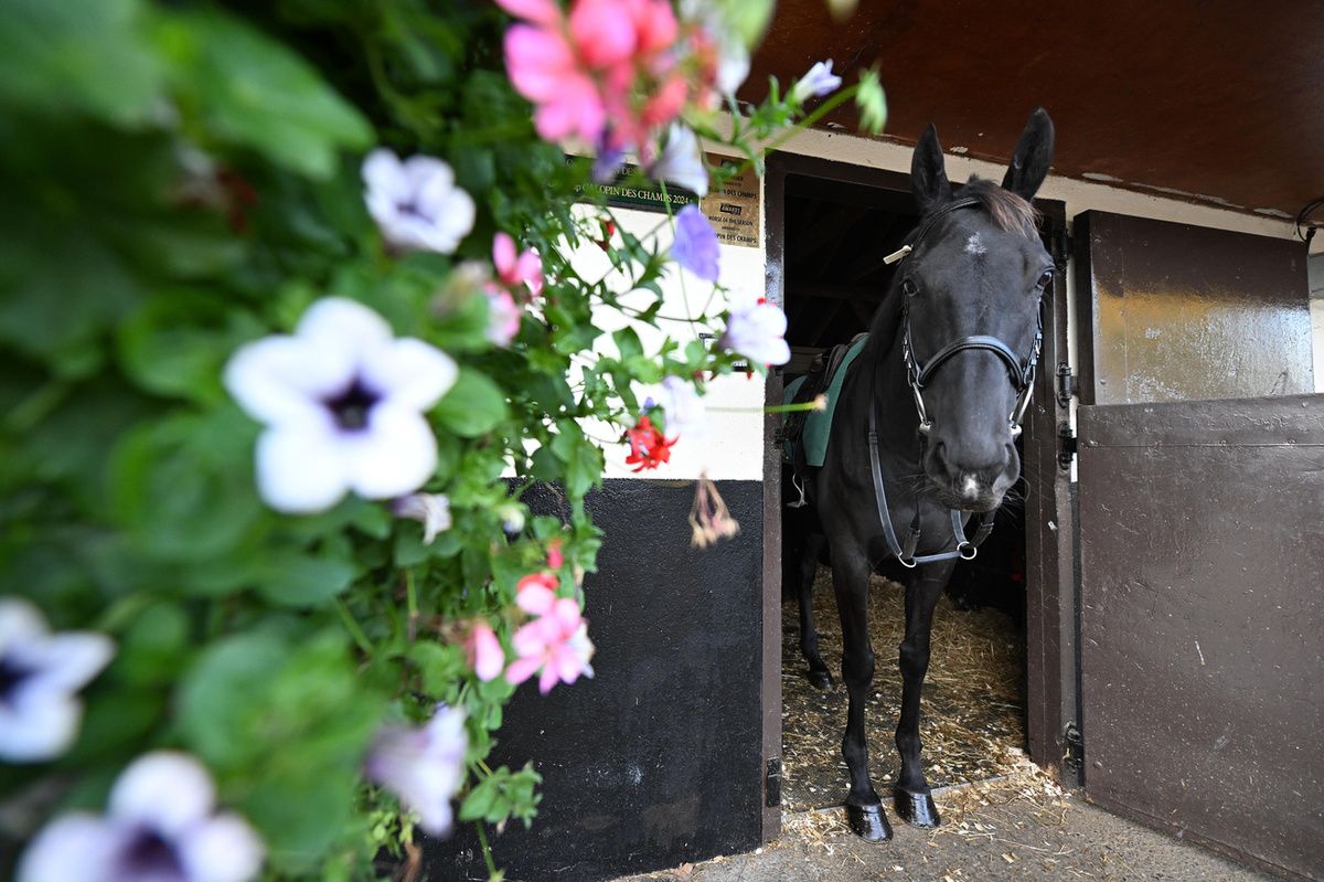 Galopin Des Champs pictured outside his stable at Closutton in October 2025
