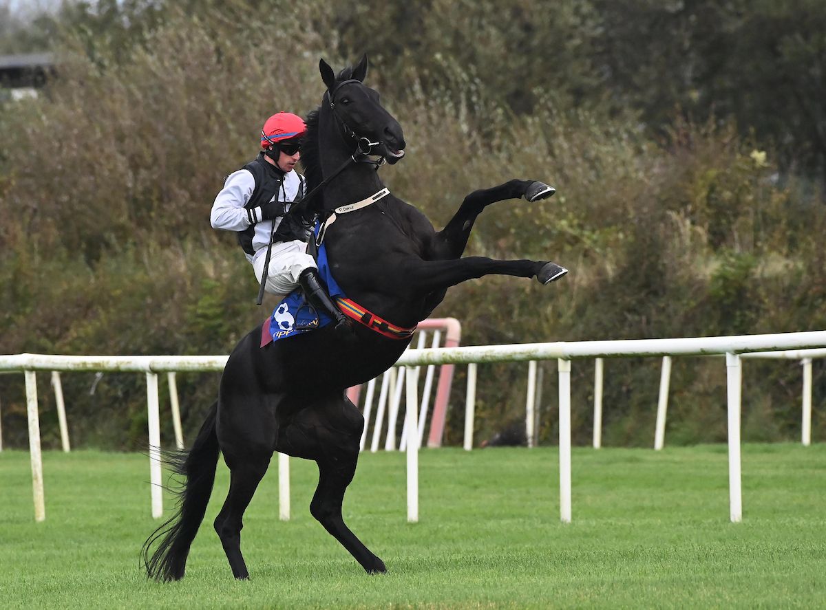 Tipperary 6-10-25  Cockney Cleopatra plays up under Philip Donovan at the start for the Irish Stallion Farms EBF Mares Maiden Hurdle(Photo HEALY RACING)