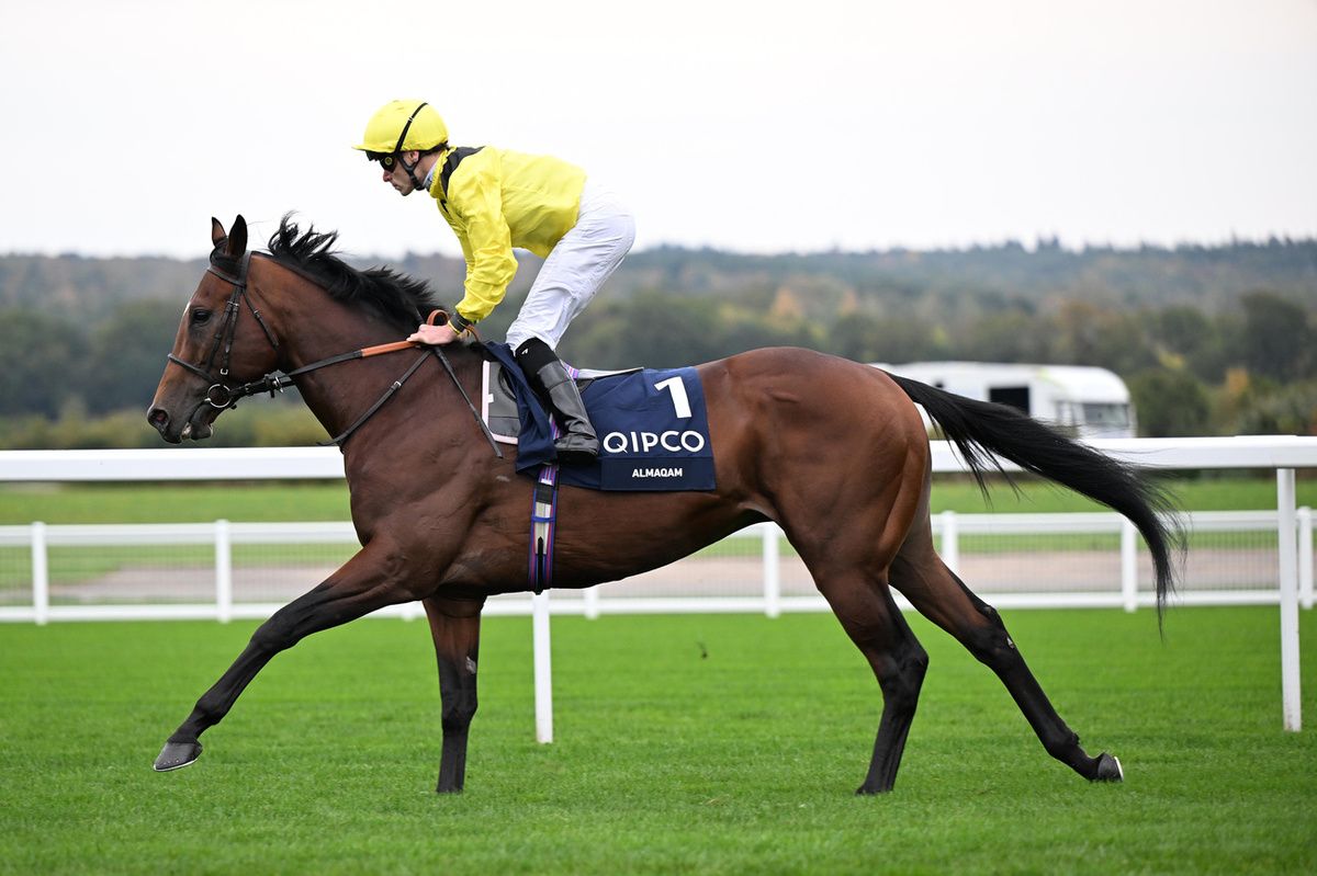Trainer Ed Walker waiting for an ease for Almaqam.