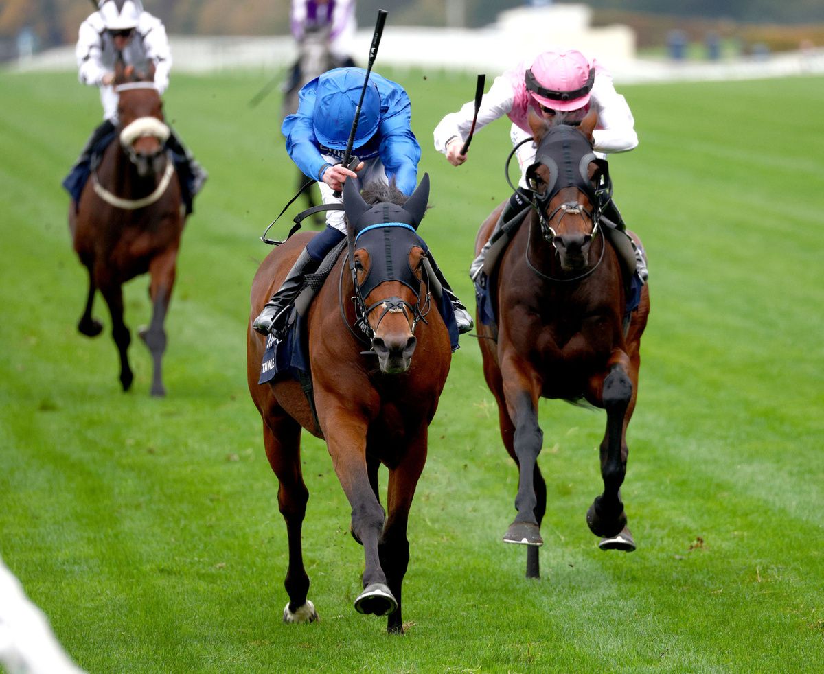 Trawlerman will wear ski goggles ahead of Ascot Gold Cup bid 