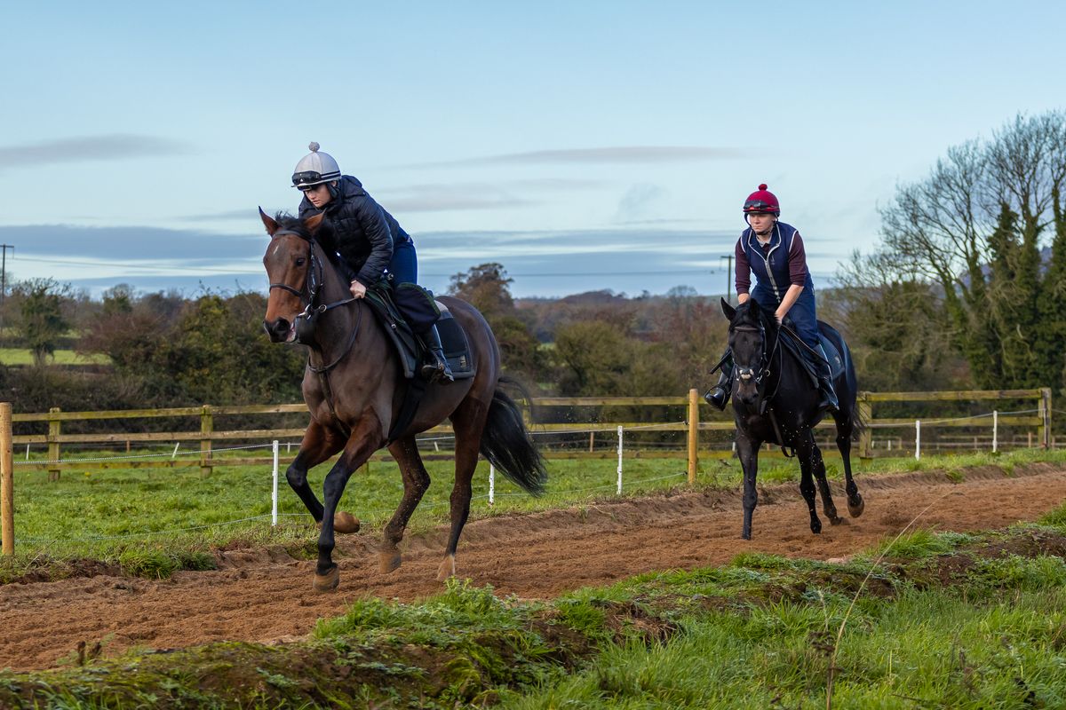 Horses cantering on the sand gallop at Conor O'Dwyers' this morning