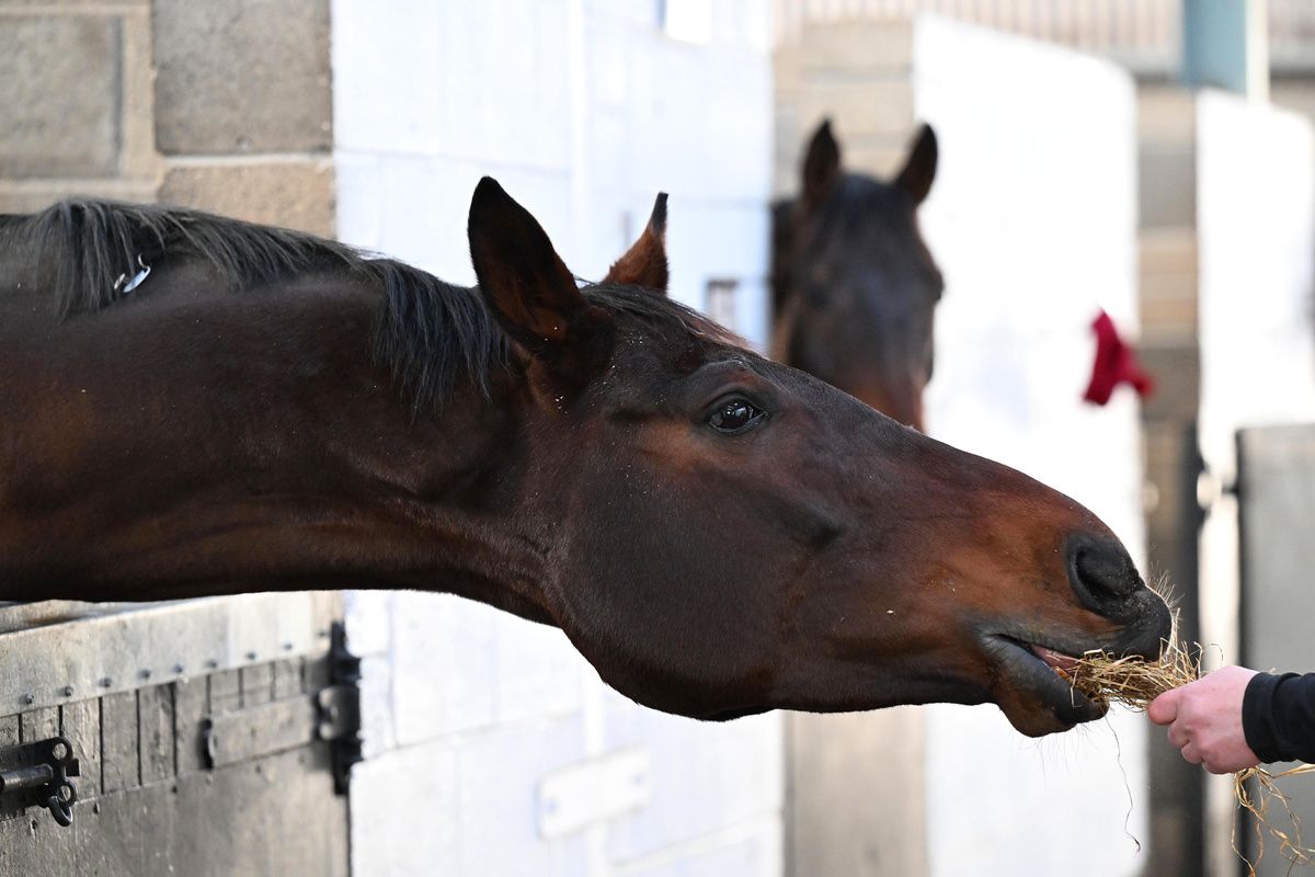 Horses need to be looked after 365 days a year