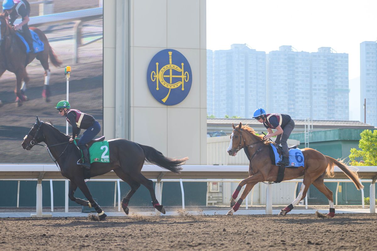 Al Riffa left and Galen during morning work ahead of The Longines Hong Kong Vase 
