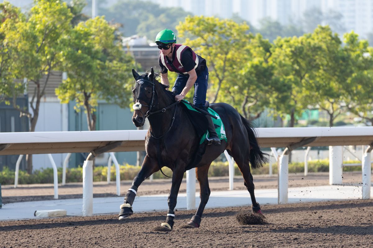 Sha Tin 8-December-2025Al Riffa during morning work ahead of The Longines Hong Kong Vase for trainer Joseph O'Brien.Healy Racing