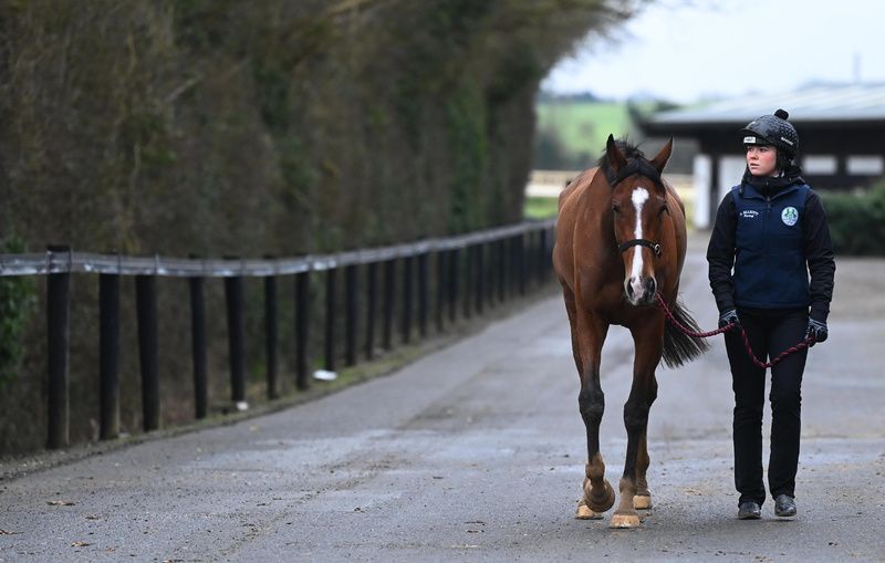 Gordon Elliott Cullentra House Stables
