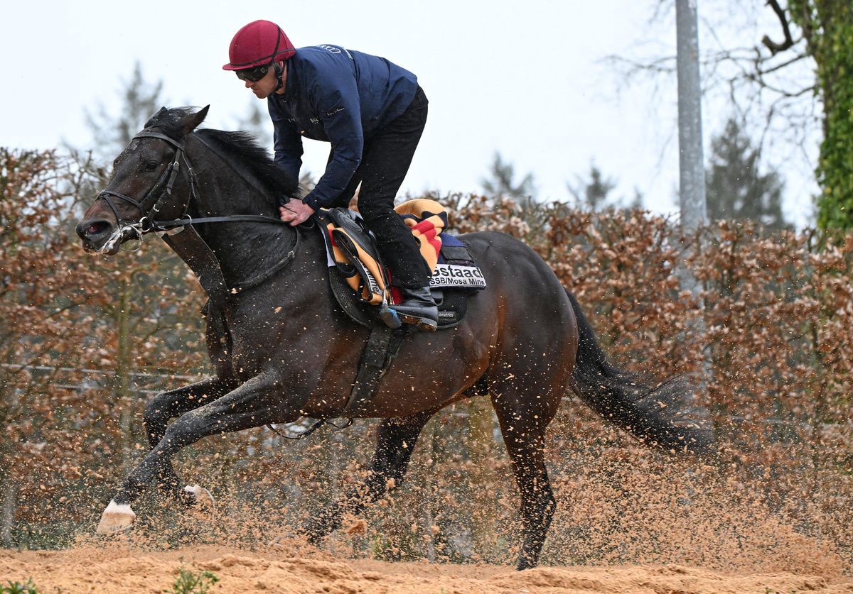 Gstaad and Pa Murphy at Ballydoyle
