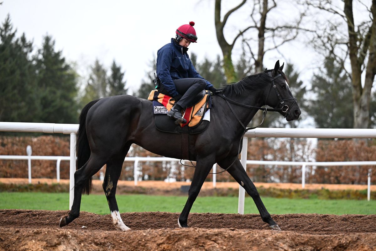 Puerto Rico likely to lead the O'Brien Guineas challenge 