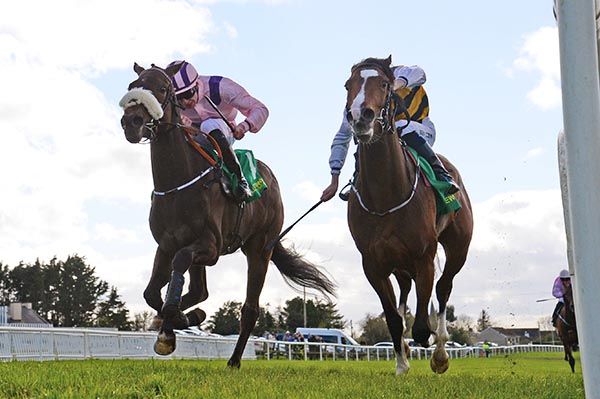 New Radical (noseband) pips Karrygrant 