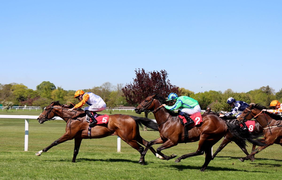 Black Star Boy (left)
