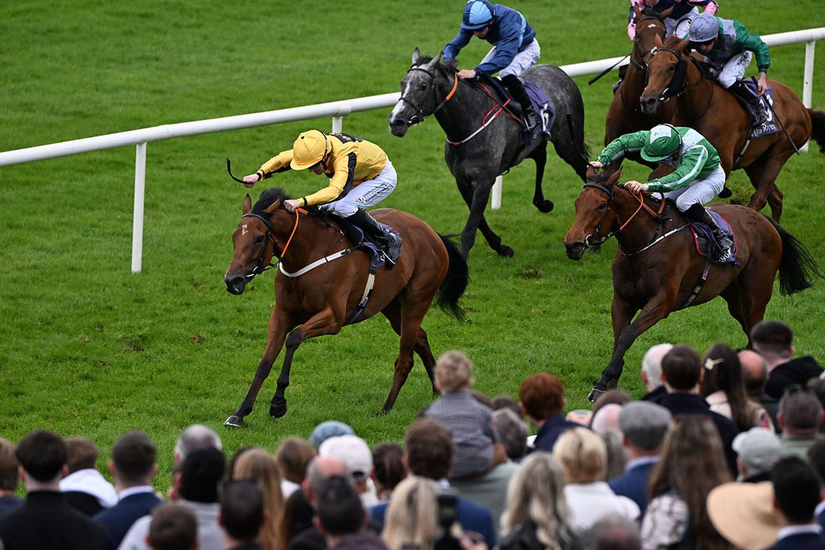 Lady Mairen (yellow)