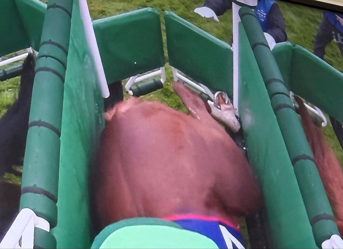 Epsom 6-June-2026 Betfred Epsom Derby (Group 1)Bevenuto Cellini gets his hind leg caught in the starting stalls.Healy Racing