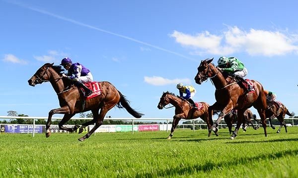 Gilts (left) scores at a sunny Gowran
