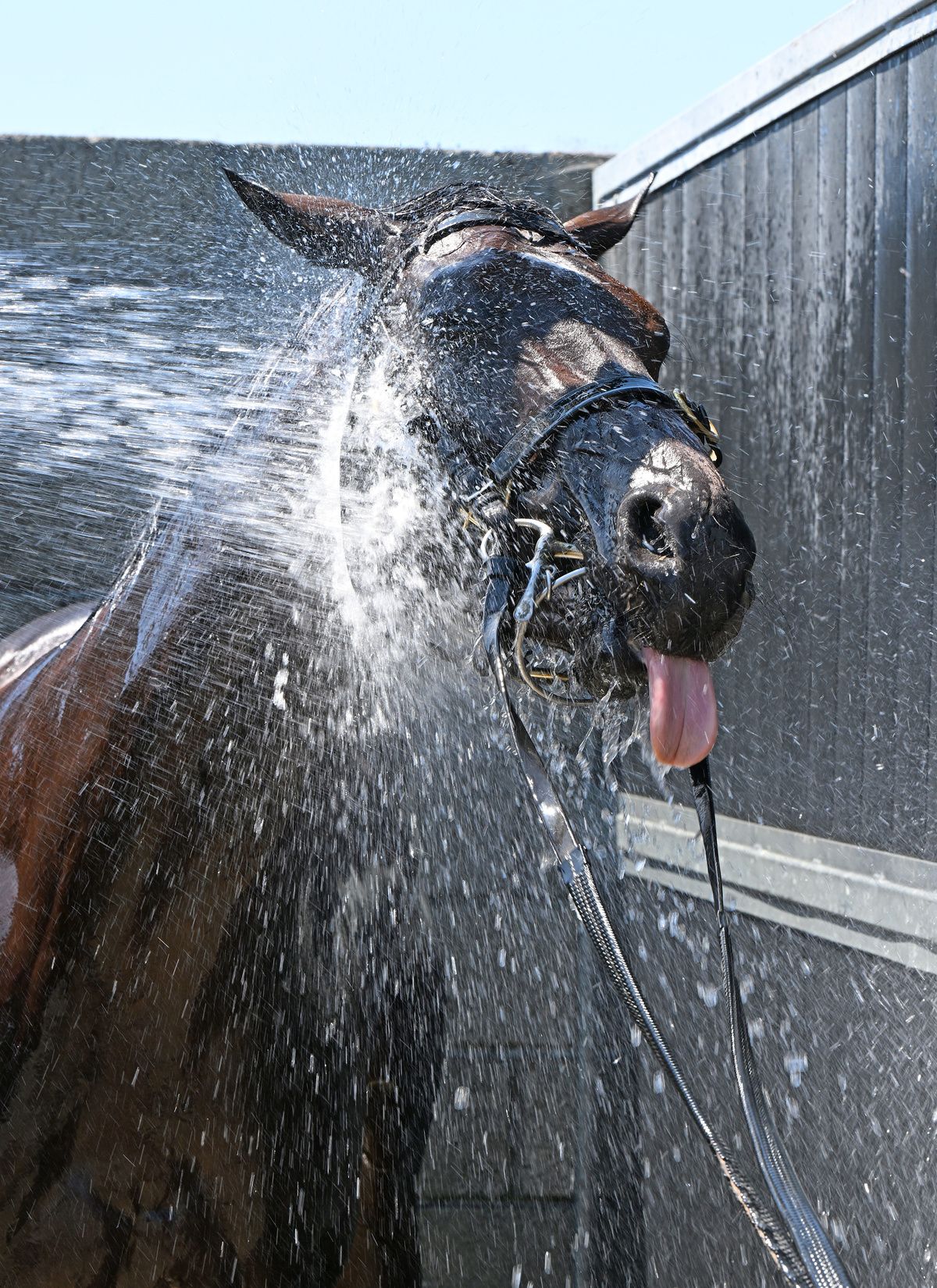 Killarney 13-July-2026A horse is washed down in the heat on arrival to the racetrack.Healy Racing
