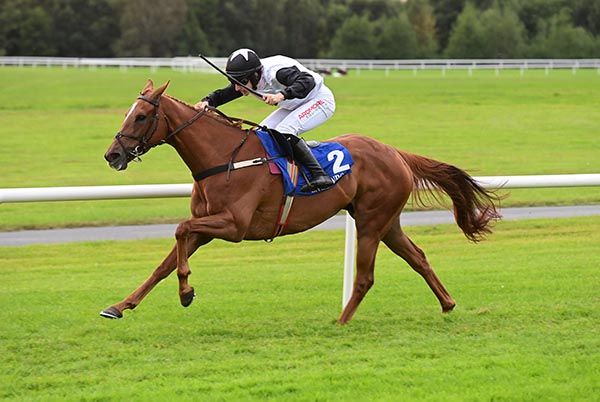 Elegantemente and John Gleeson
