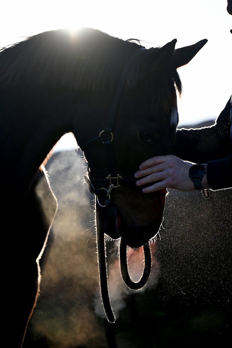 A foal at Tattersalls National Hunt Sale last November