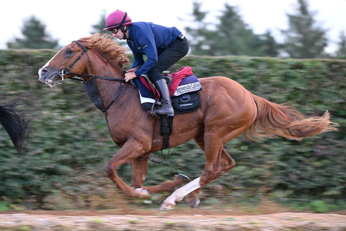 Benvenuto Cellini working under Stephen Ryder in Ballydoyle this week