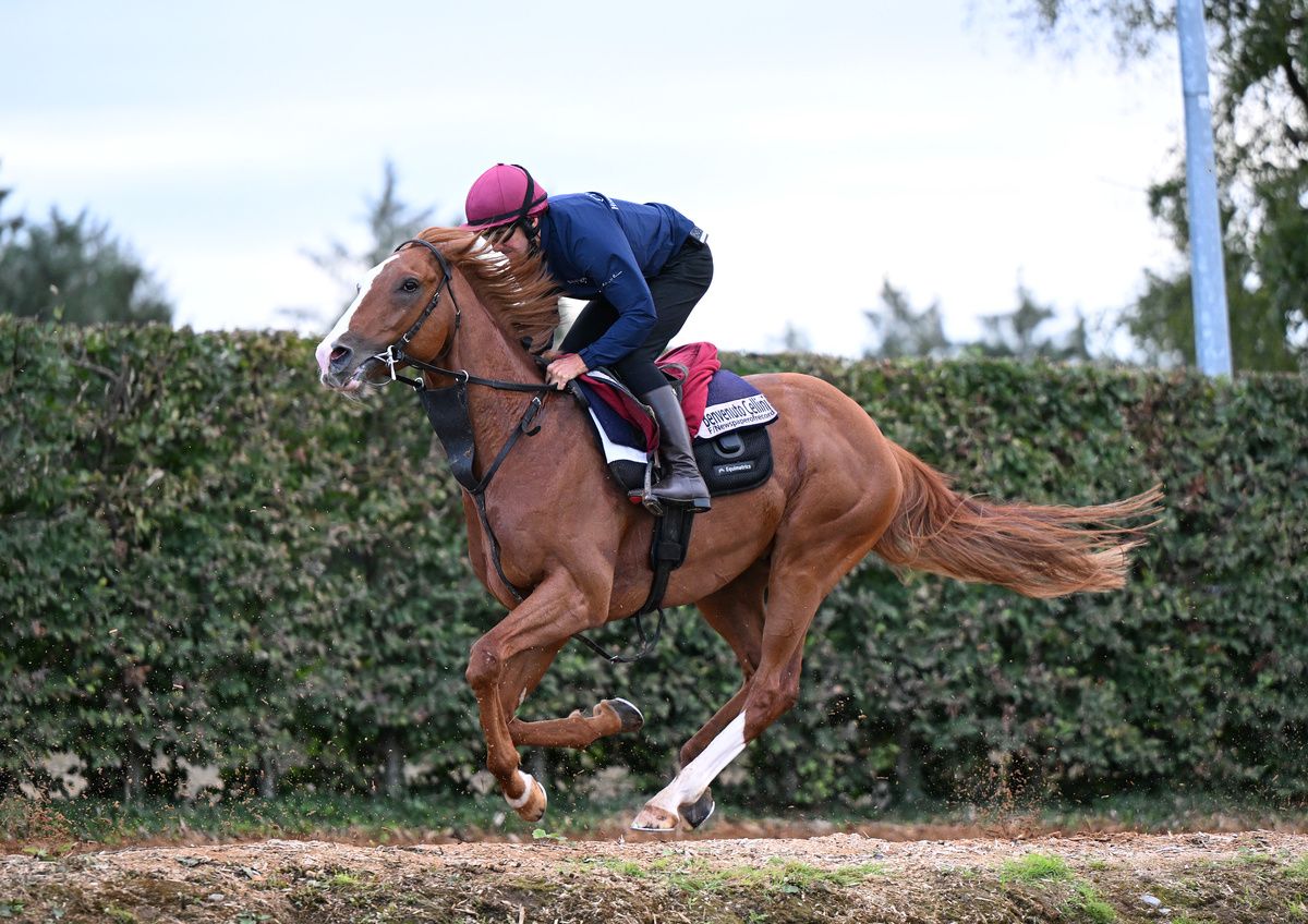 Benvenuto Cellini and Stephen Ryder pictured for Irish Champions Weekend media morning today