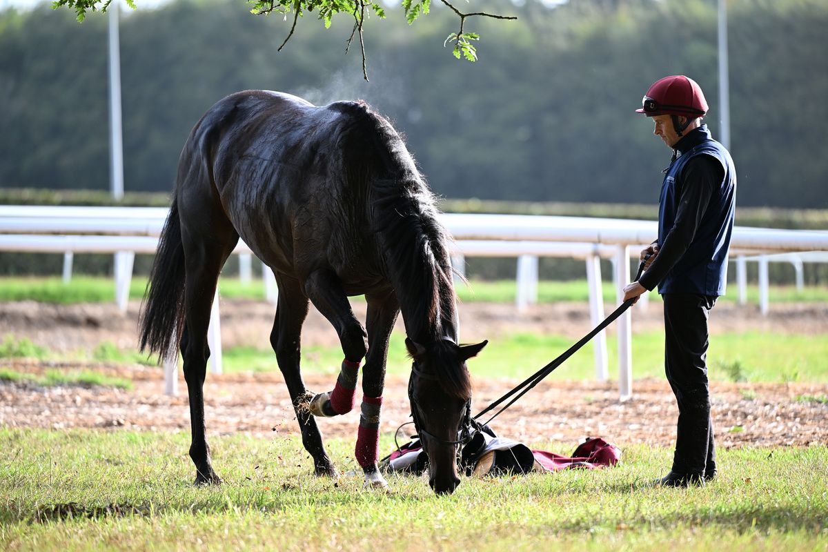 Gstaad with his work rider Pa Murphy at Ballydoyle