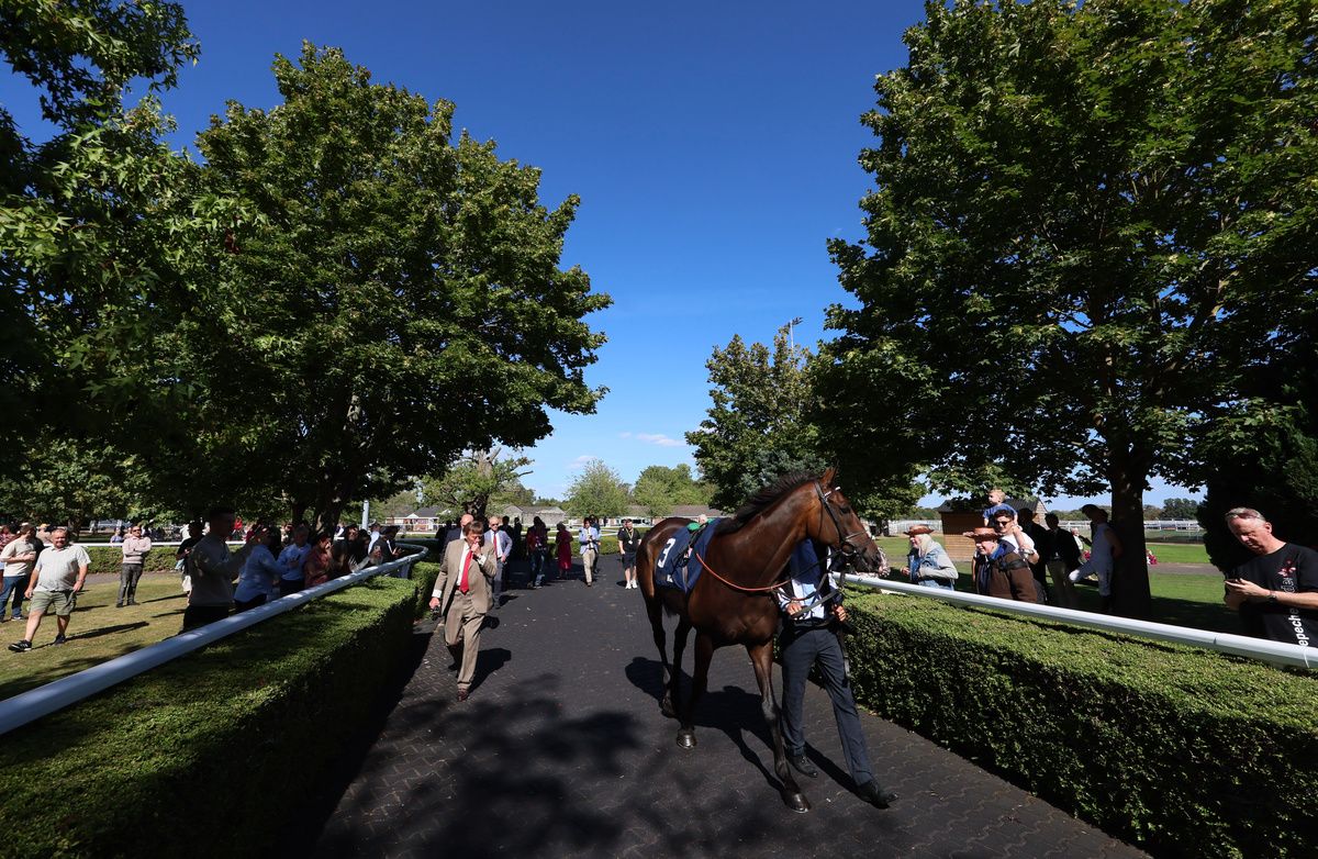 Constitution Hill parading before the September Stakes at Kempton
