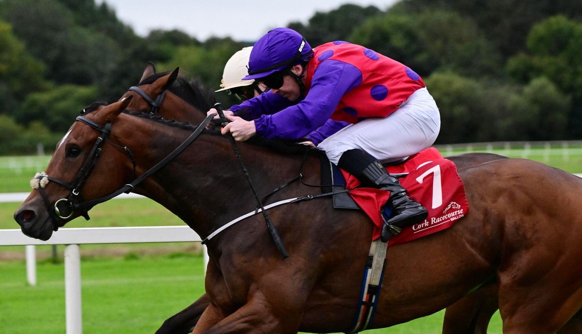 Enigma Code  Gary Carroll win the Cork Maiden 