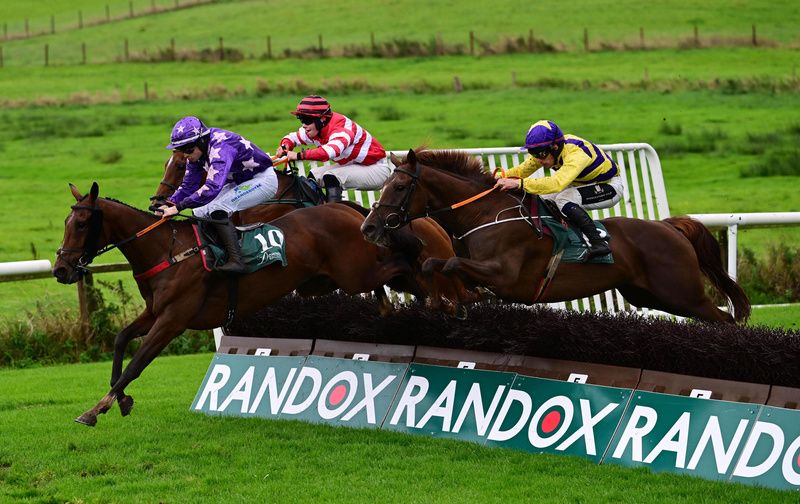 Invincible Oscar (purple and yellow) 