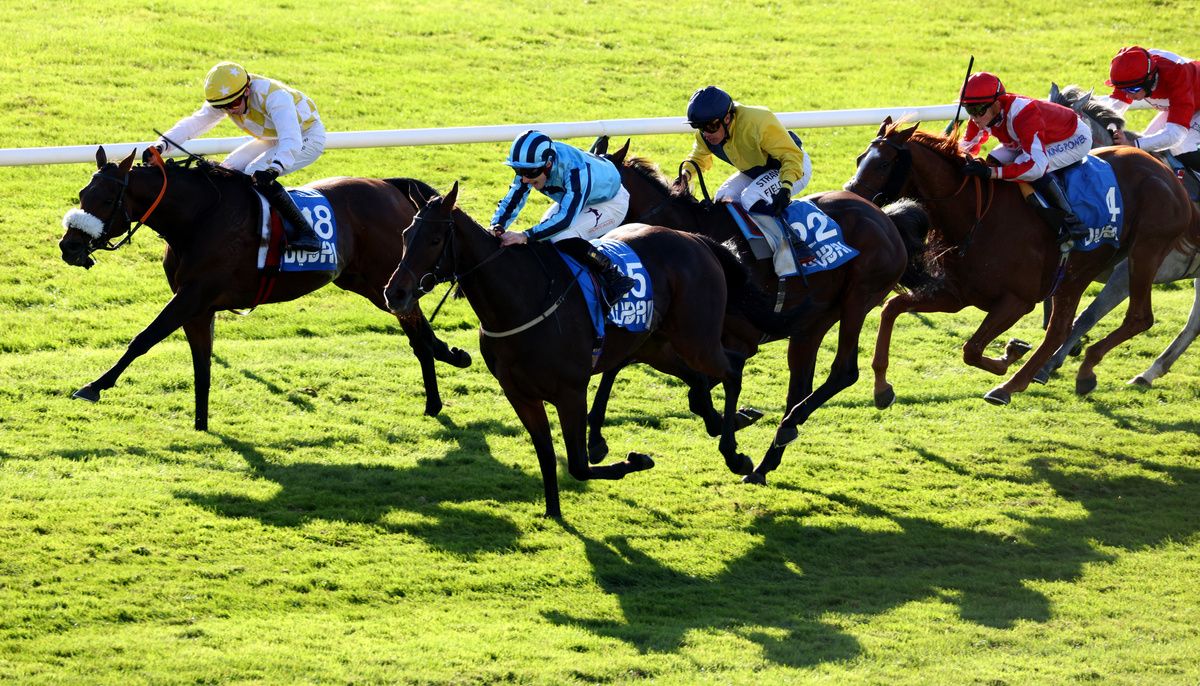 Alphonse Le Grande (noseband) gets up to beat Sea Lantern (light blue)
