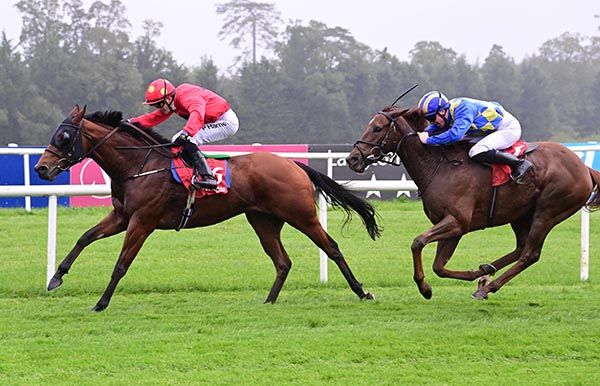 Venetian Star and Paddy Harnett gamely winning at Gowran Park 