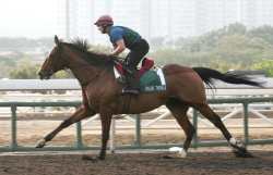 Dylan Thomas on Trackwork this morning